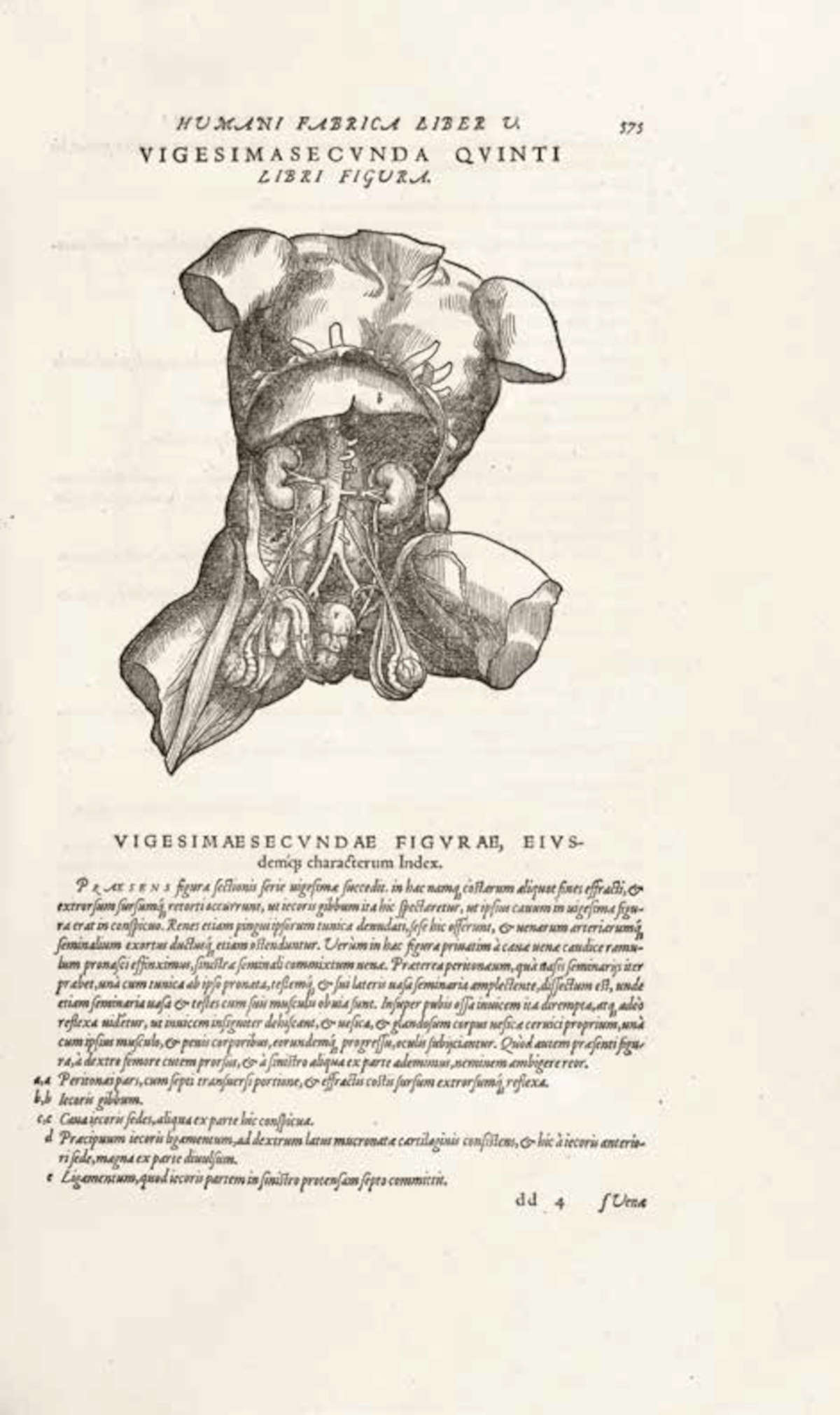 Andrea Vesalius, Tabla anatómica con un torso femenino disecado, de De humani corporis fabrica libri septem, Basilea, Giovanni Oporino (1555; libro impreso con xilografías [12], 824, [48] p., [2] láminas desplegables: ilustraciones, 1 retrato; in-folio; Londres, The Wellcome Collection, Library, inv. EPB/D/6562/2).