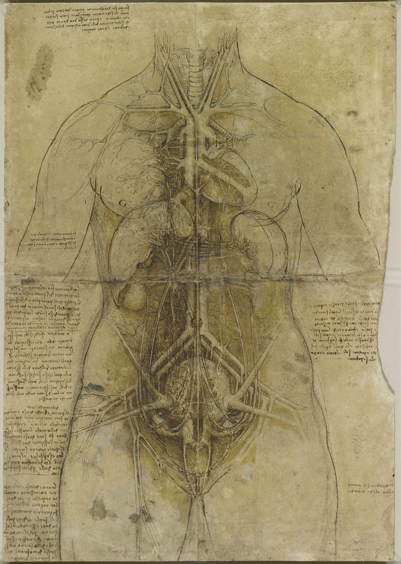 Leonardo da Vinci, Herz-Kreislauf-System und Organe des weiblichen Torsos ( Leonardo da Vinci, Herz-Kreislauf-System und Organe des weiblichen Torsos (