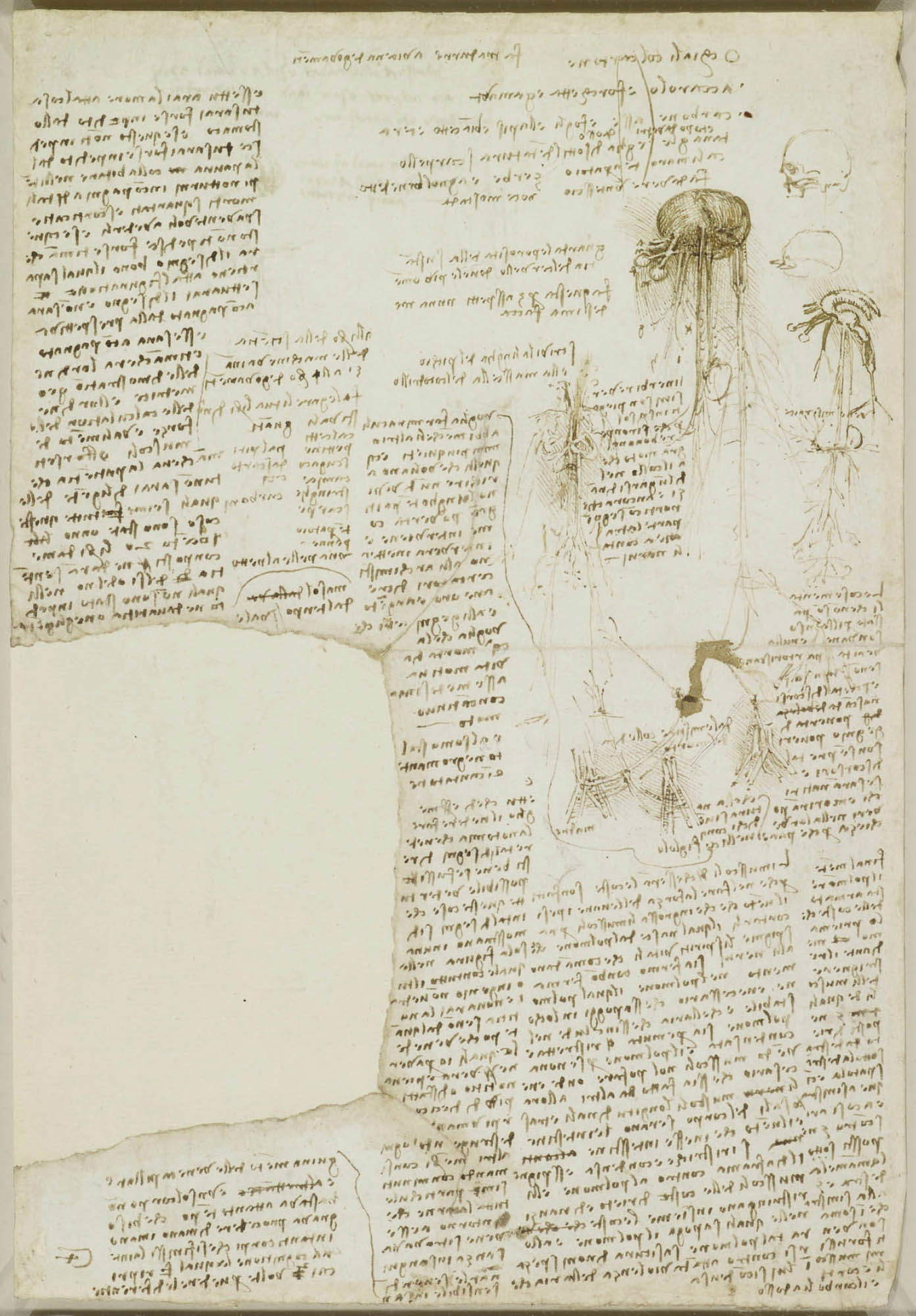 Leonardo da Vinci, Verschiedene Notizen und anatomische Skizzen (um 1508-1510; Feder und Tinte, 320 x 221 mm; Windsor, Royal Collection) Leonardo da Vinci, Verschiedene Notizen und anatomische Skizzen (um 1508-1510; Feder und Tinte, 320 x 221 mm; Windsor, Royal Collection)