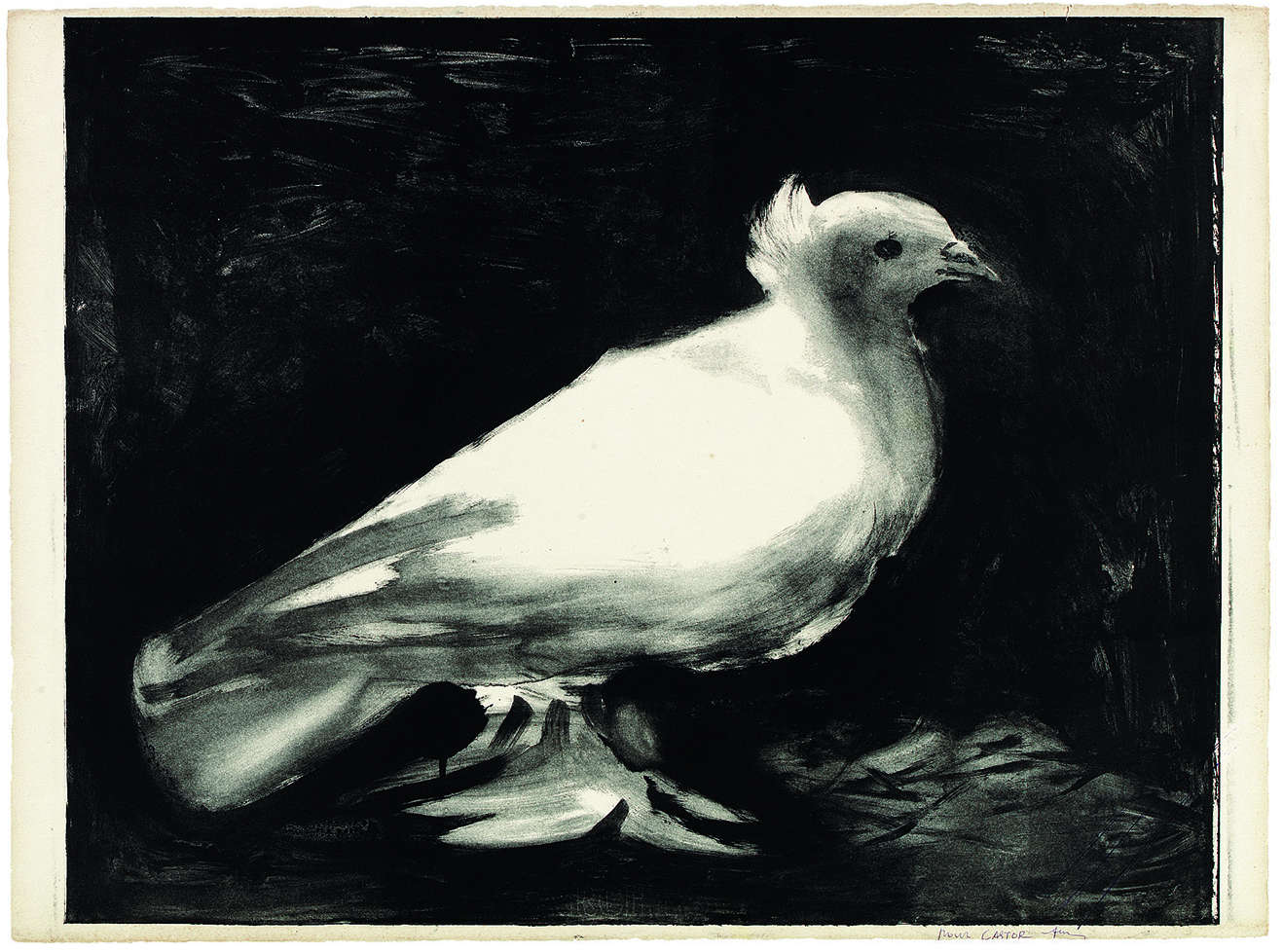 Pablo Picasso, La paloma (9 de enero de 1949; litografía, ejemplar agotado, 567 x 763 mm; Münster, Kunstmuseum Pablo Picasso Münster, Colección Huizinga) © Succession Picasso, by SIAE 2024 Pablo Picasso, La paloma (9 de enero de 1949; litografía, ejemplar agotado, 567 x 763 mm; Münster, Kunstmuseum Pablo Picasso Münster, Colección Huizinga) © Succession Picasso, by SIAE 2024