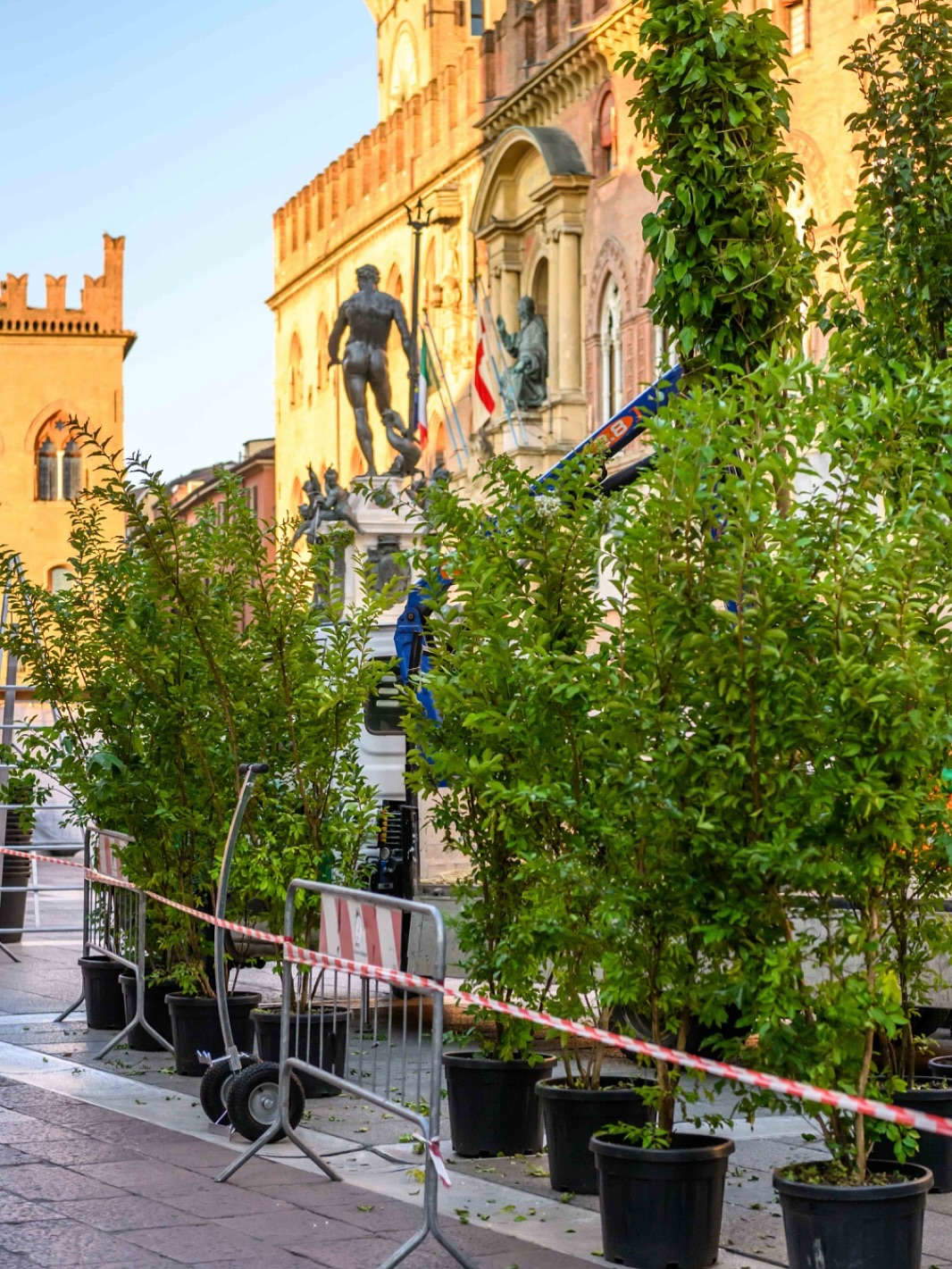 Gli alberi installati in piazza Nettuno a Bologna. Foto: Comune di Bologna / G. Bianchi