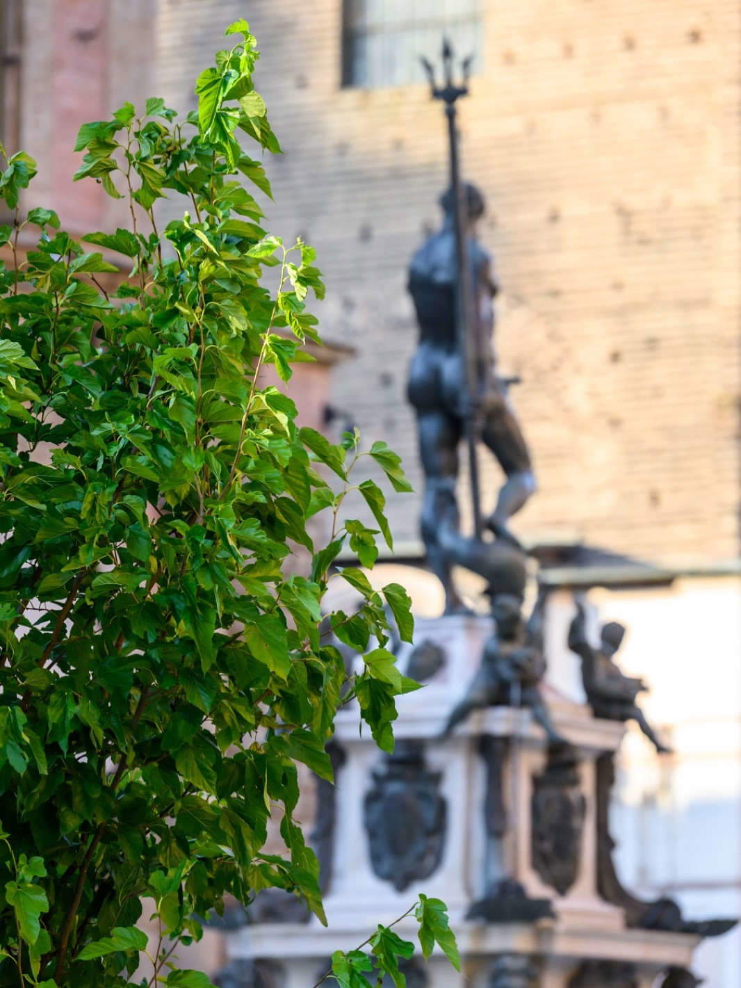Gli alberi installati in piazza Nettuno a Bologna. Foto: Comune di Bologna / G. Bianchi
