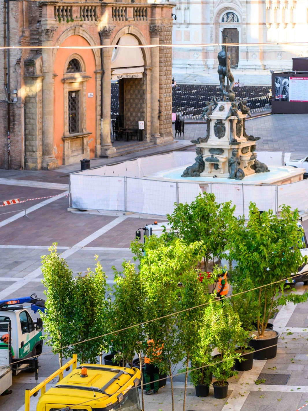 Gli alberi installati in piazza Nettuno a Bologna. Foto: Comune di Bologna / G. Bianchi