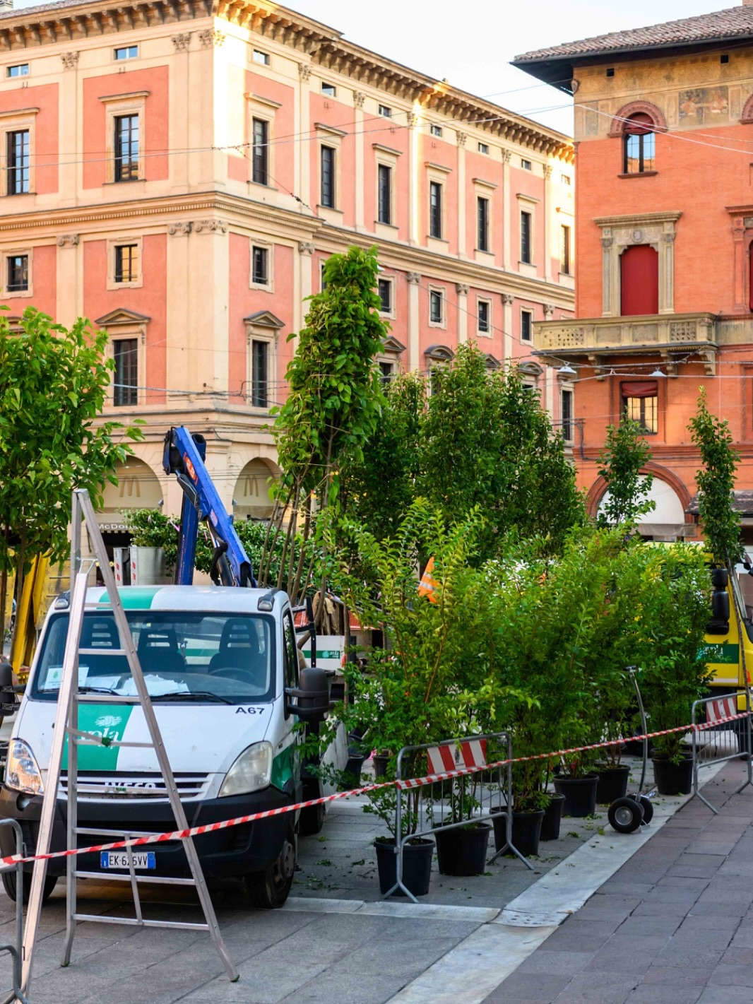 Gli alberi installati in piazza Nettuno a Bologna. Foto: Comune di Bologna / G. Bianchi