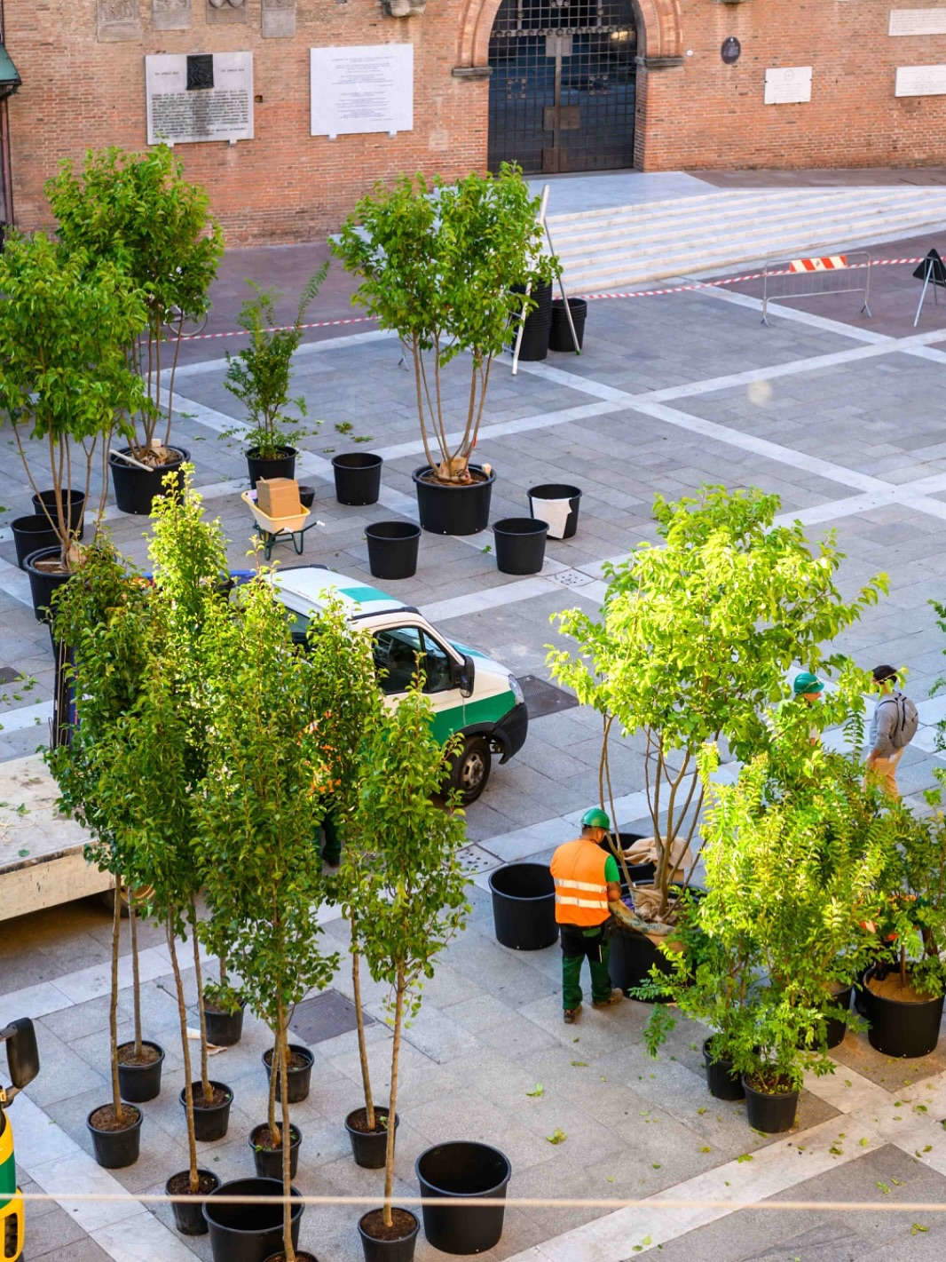 Gli alberi installati in piazza Nettuno a Bologna. Foto: Comune di Bologna / G. Bianchi