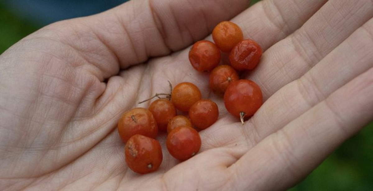 Castelbuono Civic Museum in Palermo explores the relationship between agriculture and cultural narratives