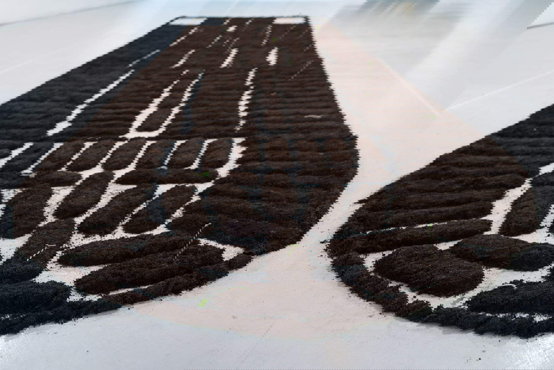 Binta Diaw, Chorus of Soil (2019). Avec l'aimable autorisation de l'artiste