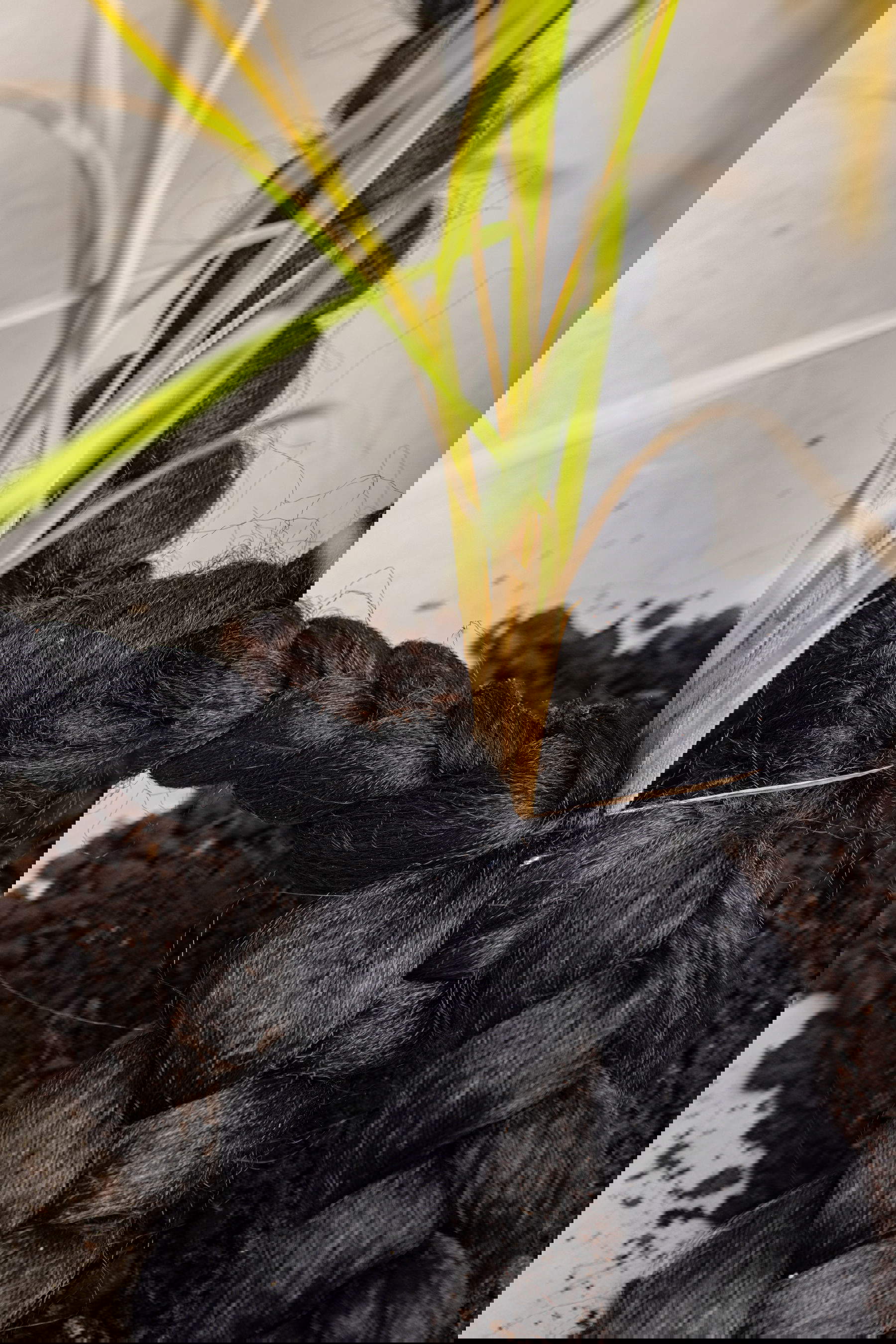 Binta Diaw, D&iuml;&agrave; s p o r a - détail. Avec l'aimable autorisation de l'artiste