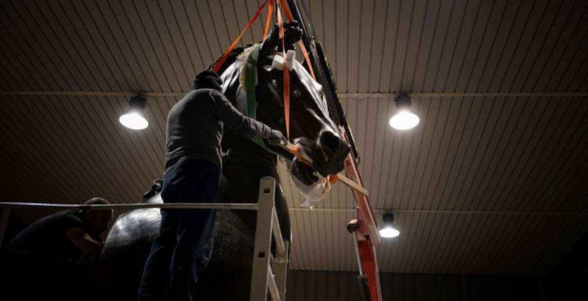 Canova's Colossal Horse comes back to life after more than 50 years in storage