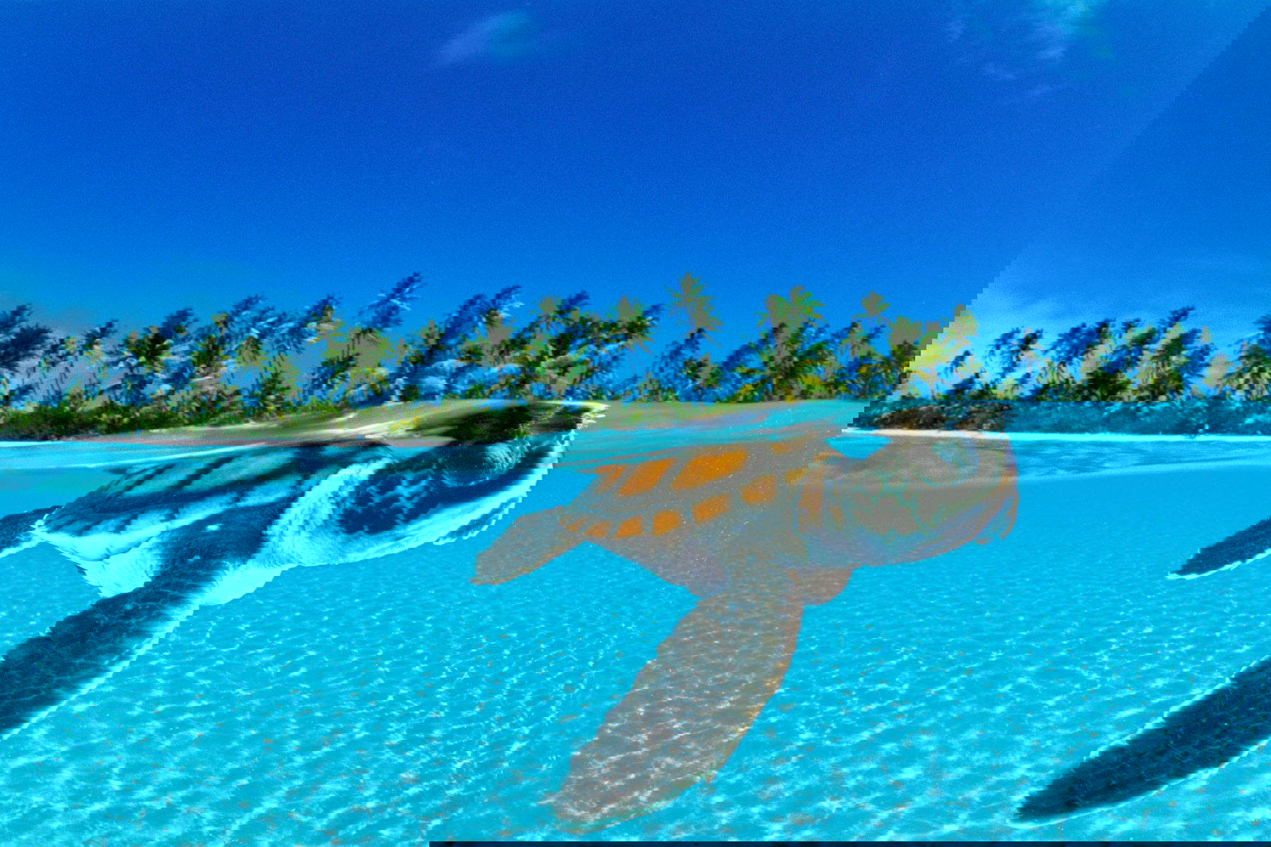 Primera exposición italiana de David Doubilet con National Geographic en Villa Bardini