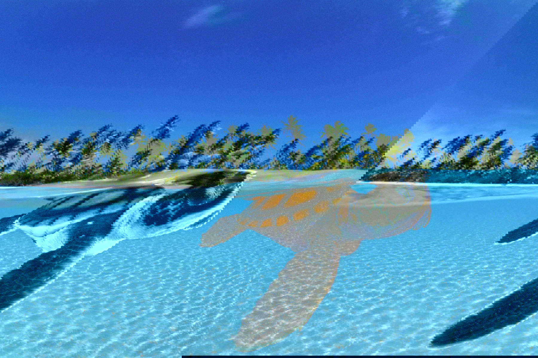 David Doubilet, Oceani