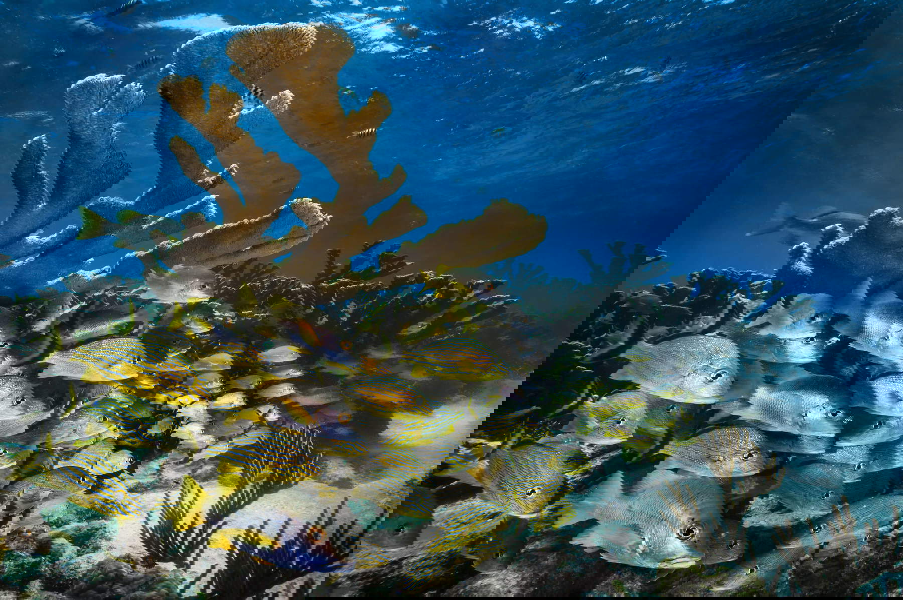 David Doubilet, Oceani