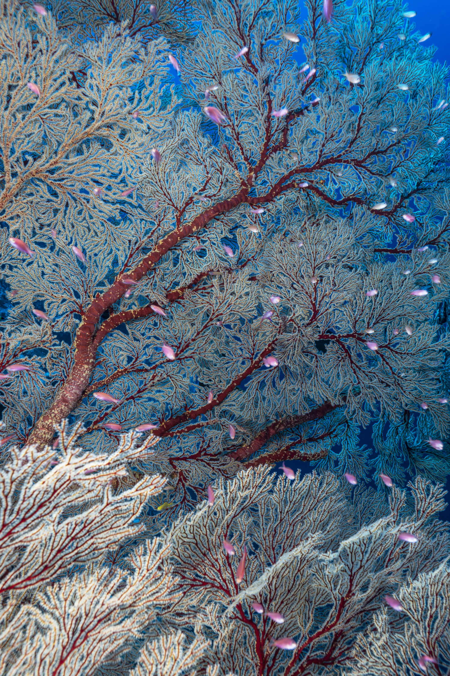 David Doubilet, Oceani