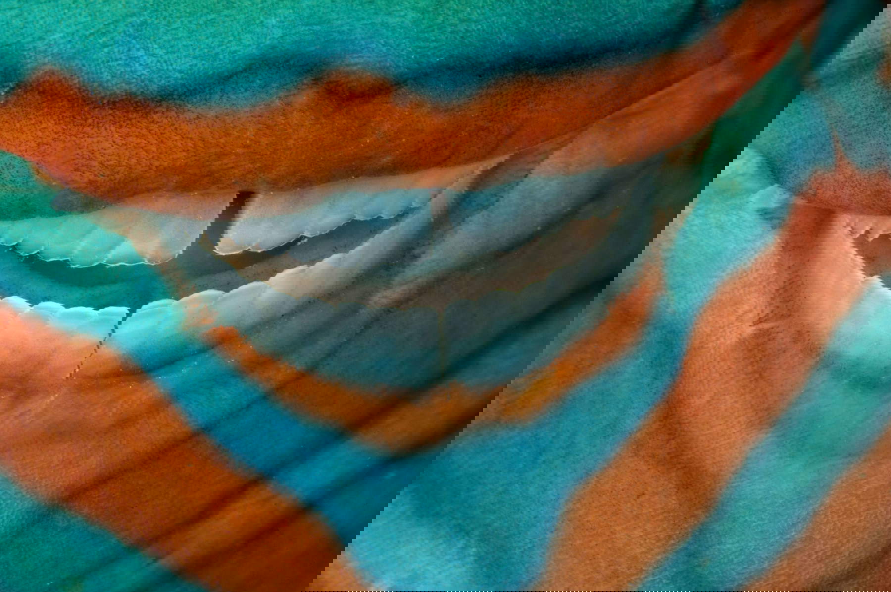 David Doubilet, Oceani