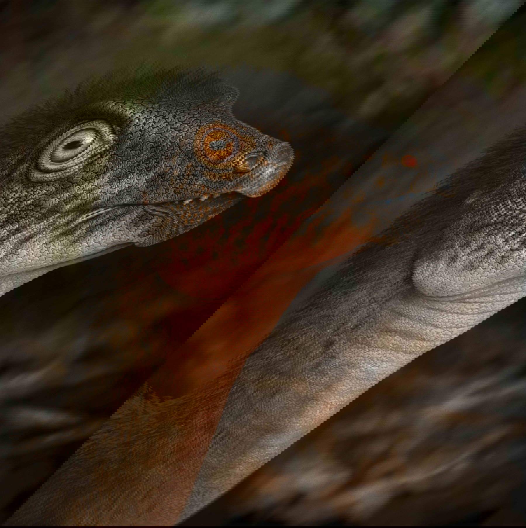 Immagine di un dinosauro ornitopode erbivoro, il Thescelosaurus, risalente all'ultimo Cretaceo, circa 67 milioni di anni fa. &copy;Denver Museum of Nature &amp; Science/Andrey Atuchin