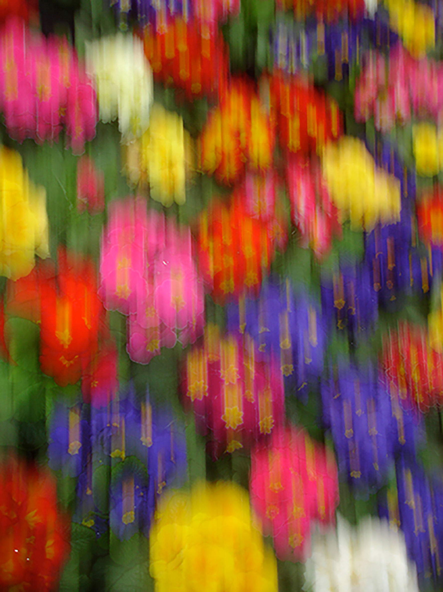 Edoardo Romagnoli, Running Primroses_9656 (2007; Druck auf Fine Art Papier, Hahnehmuele, 100 x 70 cm, Ex 2/10 + p.d.a.)