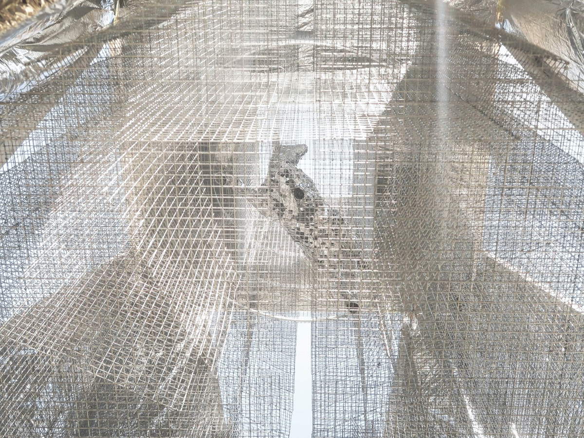 Photo courtesy of Edoardo Tresoldi, 2025