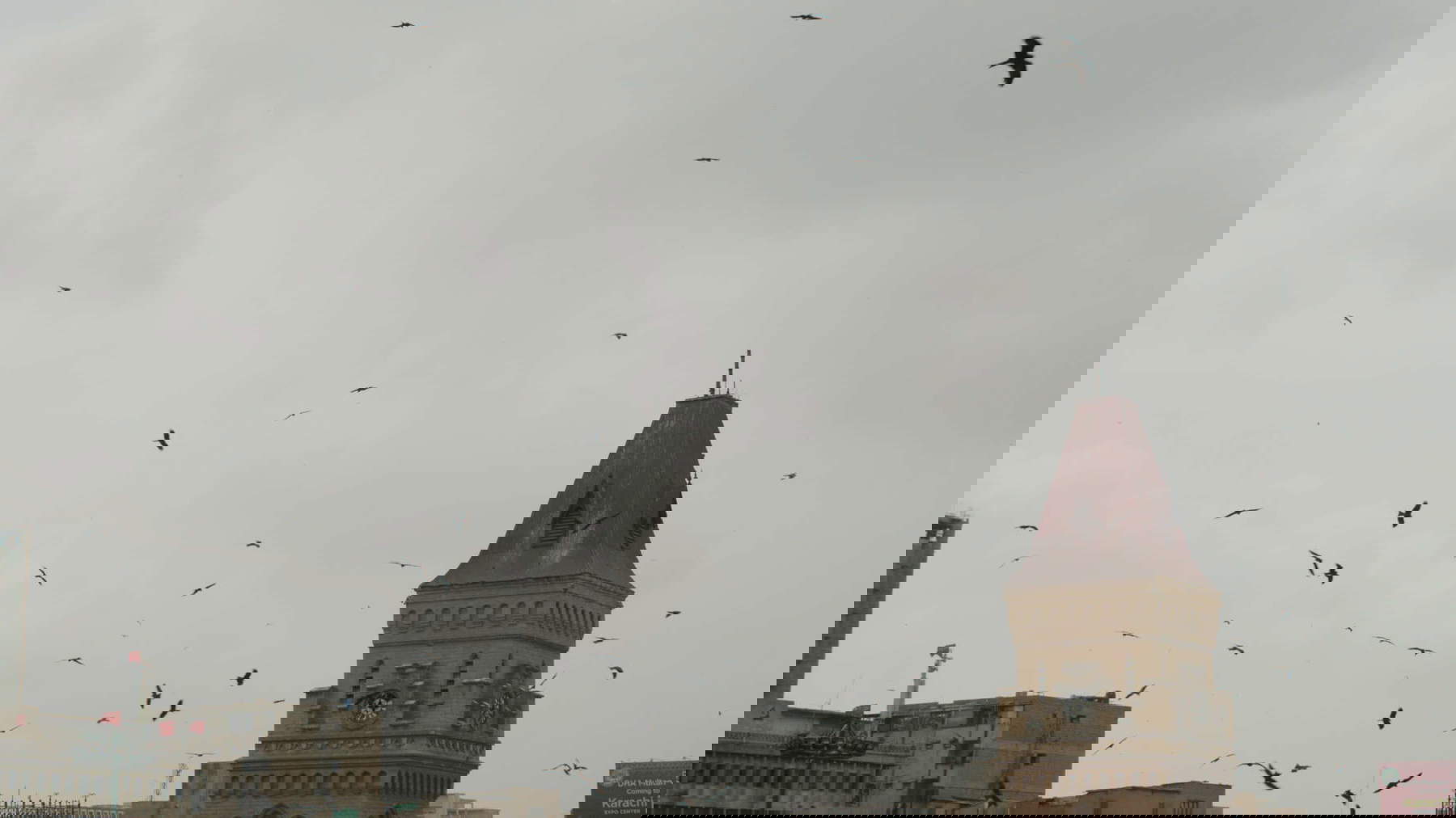 Elisa Caldana, The Falcon of Karachi (2024; fotogramma da video)