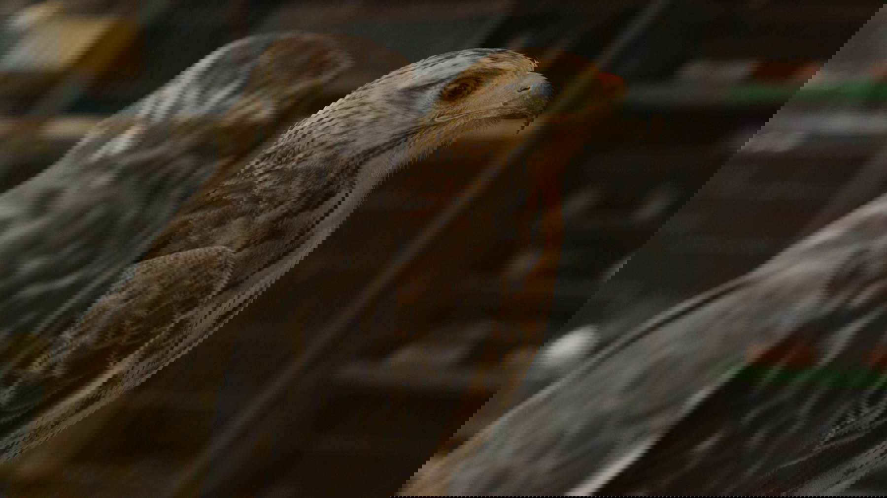 Elisa Caldana, The Falcon of Karachi (2024; fotogramma da video)