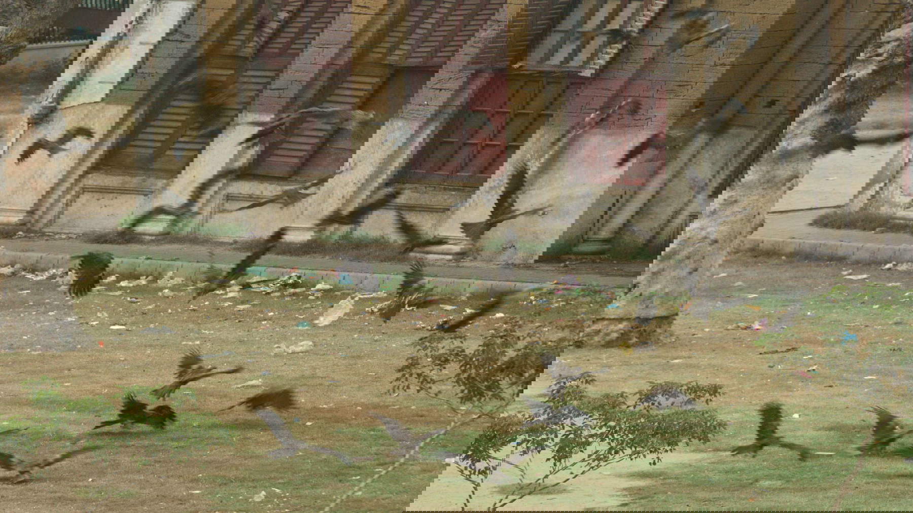 Elisa Caldana, The Falcon of Karachi (2024; fotogramma da video)