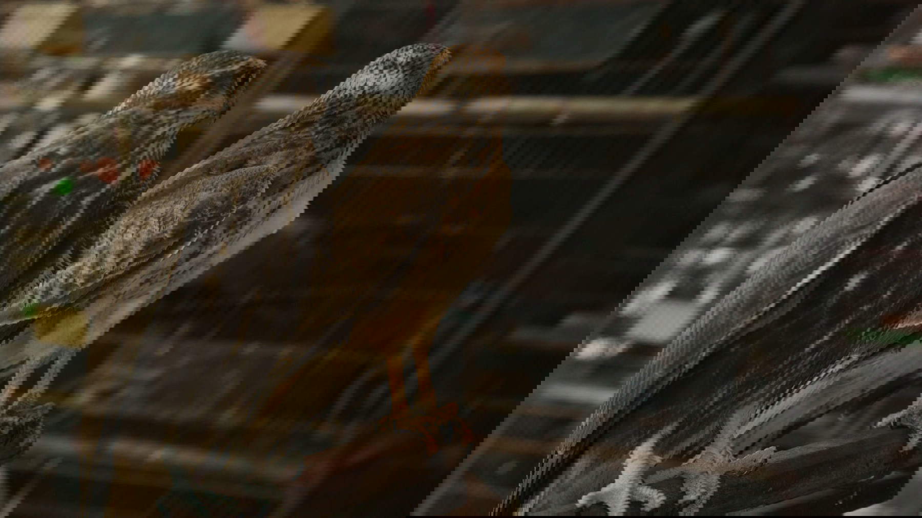 Elisa Caldana, The Falcon of Karachi (2024; fotogramma da video)