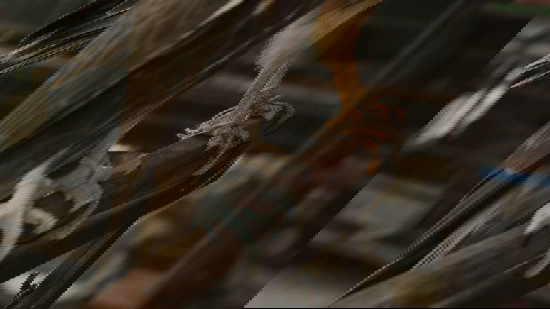 Elisa Caldana, The Falcon of Karachi (2024; fotogramma da video)