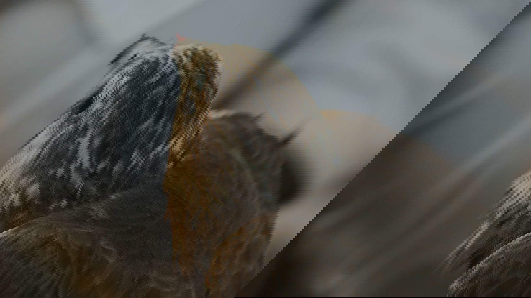 Elisa Caldana, The Falcon of Karachi (2024; fotogramma da video)