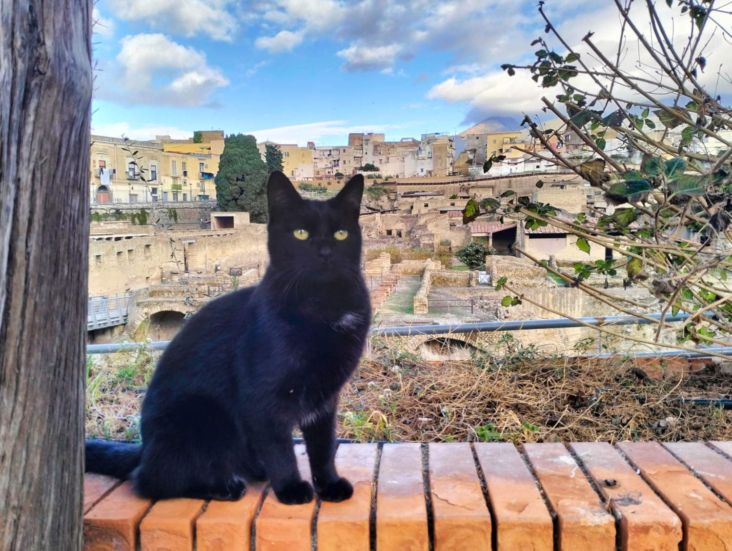 Los gatos de Herculano: el Parque Arqueológico registra oficialmente su colonia felina 