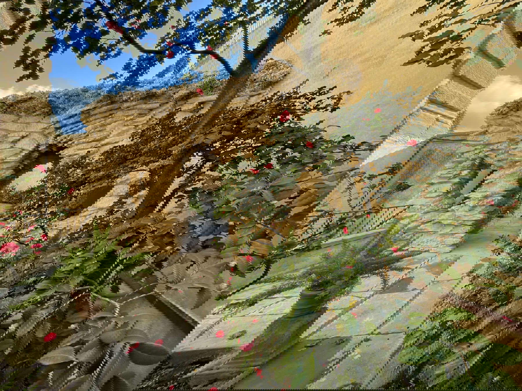 Boboli, the Camellia Garden Boboli, the Camellia Garden