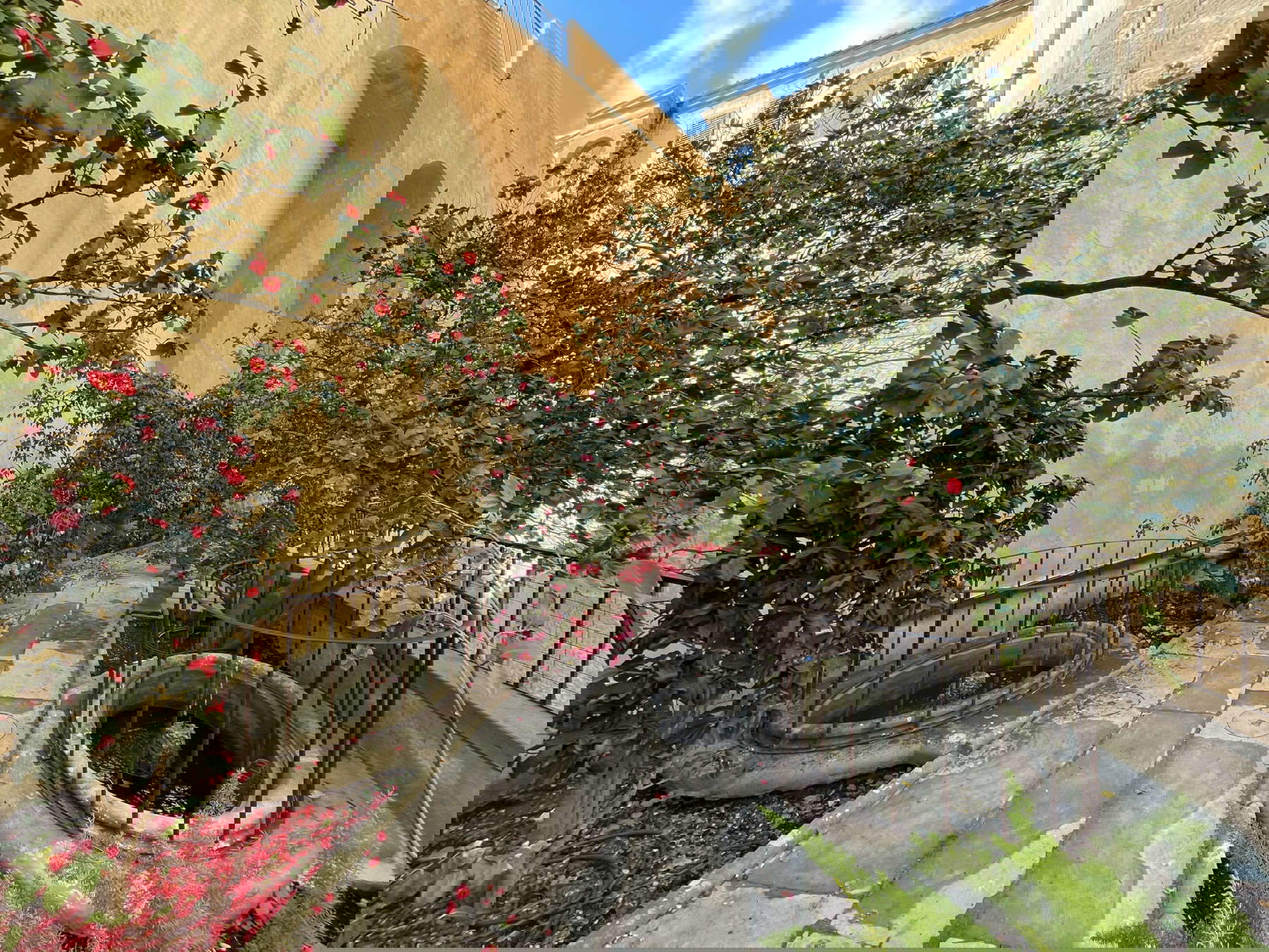 Boboli, the Camellia Garden Boboli, the Camellia Garden