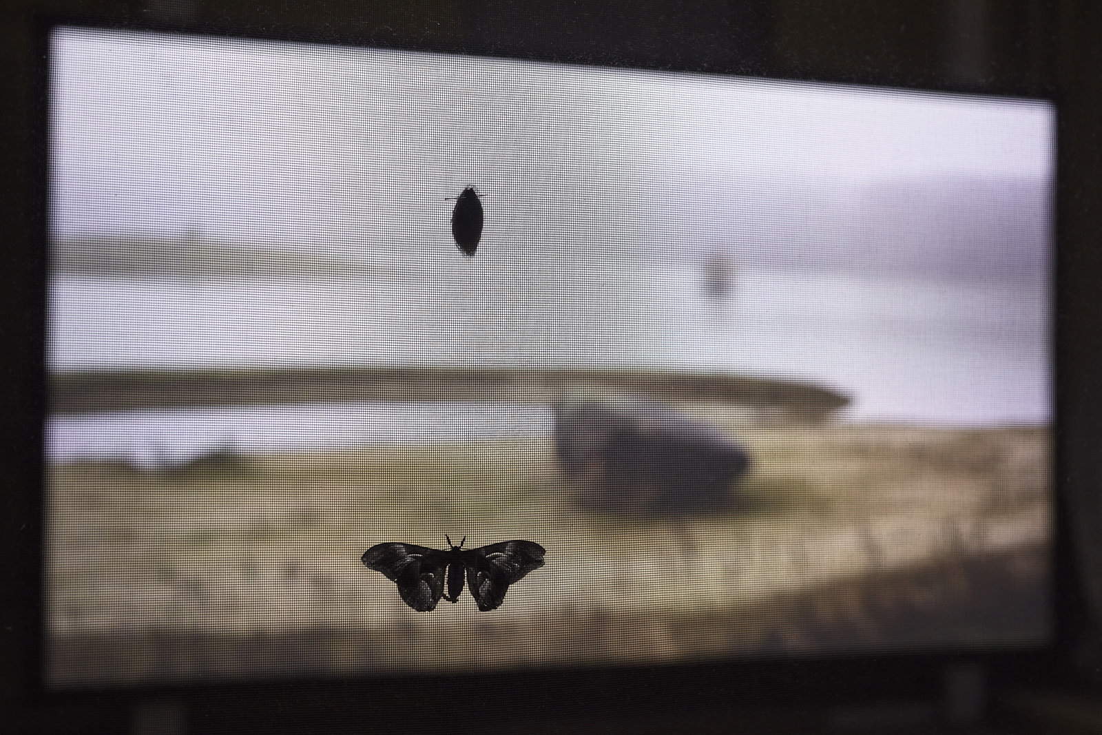 Giorgio Andreotta Calò, ΊΚΑΡΟΣ (Icarus), veduta dell’installazione (2020-2021; Bologna, Palazzo Bentivoglio). Foto: Carlo Favero
