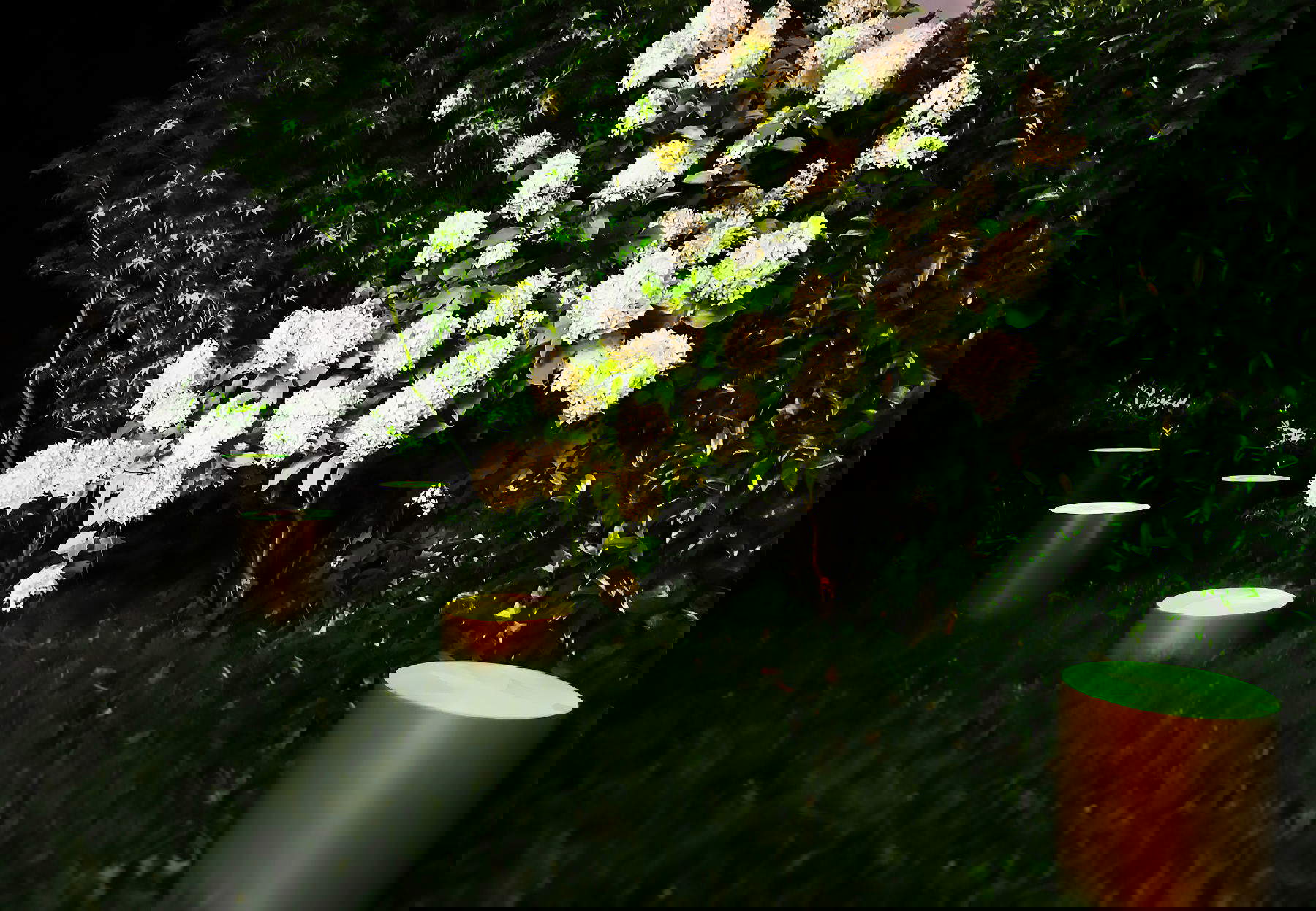 Guillaume Bottazzi, Lucioles (2024)