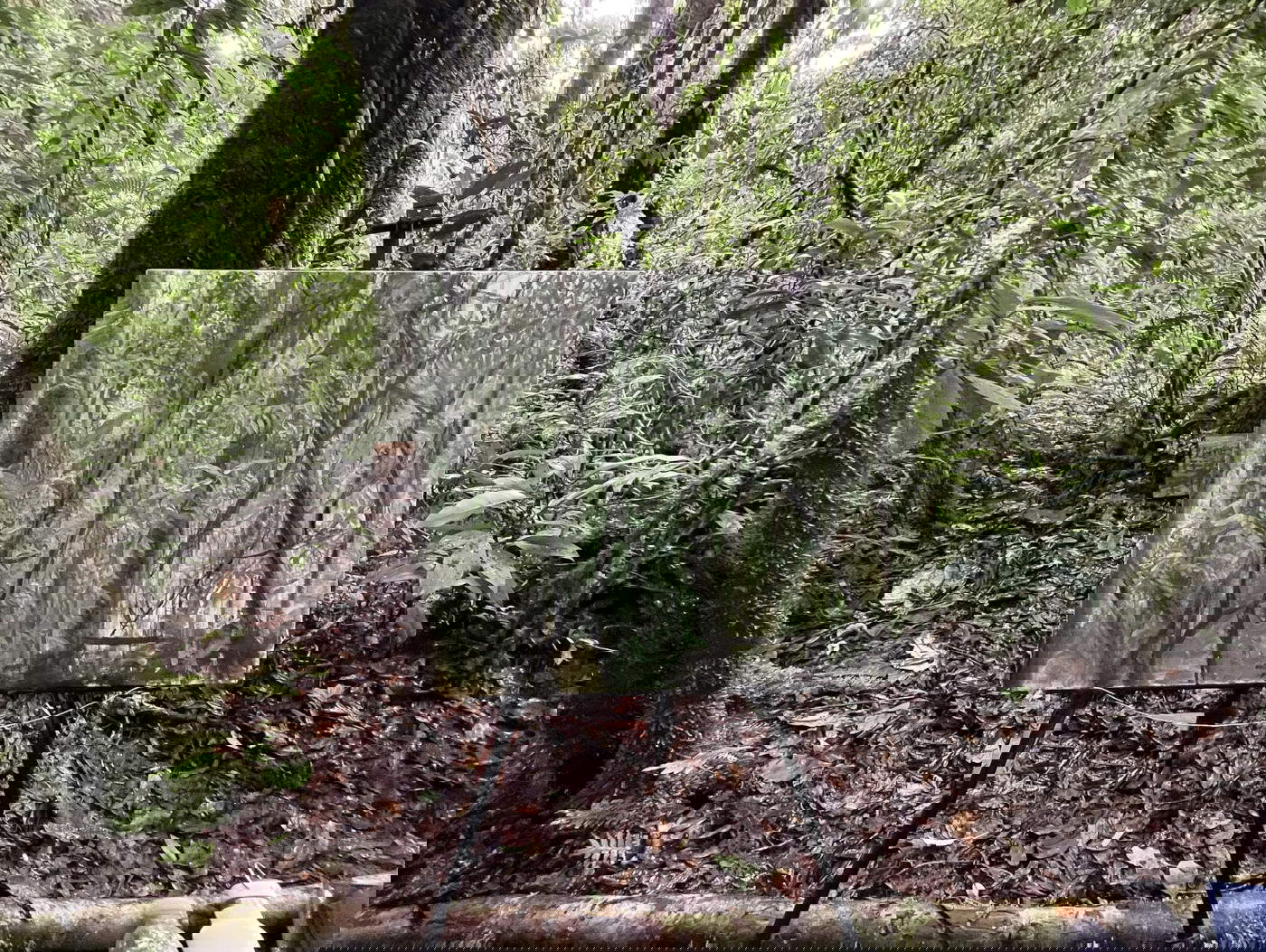 Haley Mellin, Painting outdoors, Cloud Forest, Northern Highlands. Su concessione di DITTRICH &amp; SCHLECHTRIEM e dell'artista