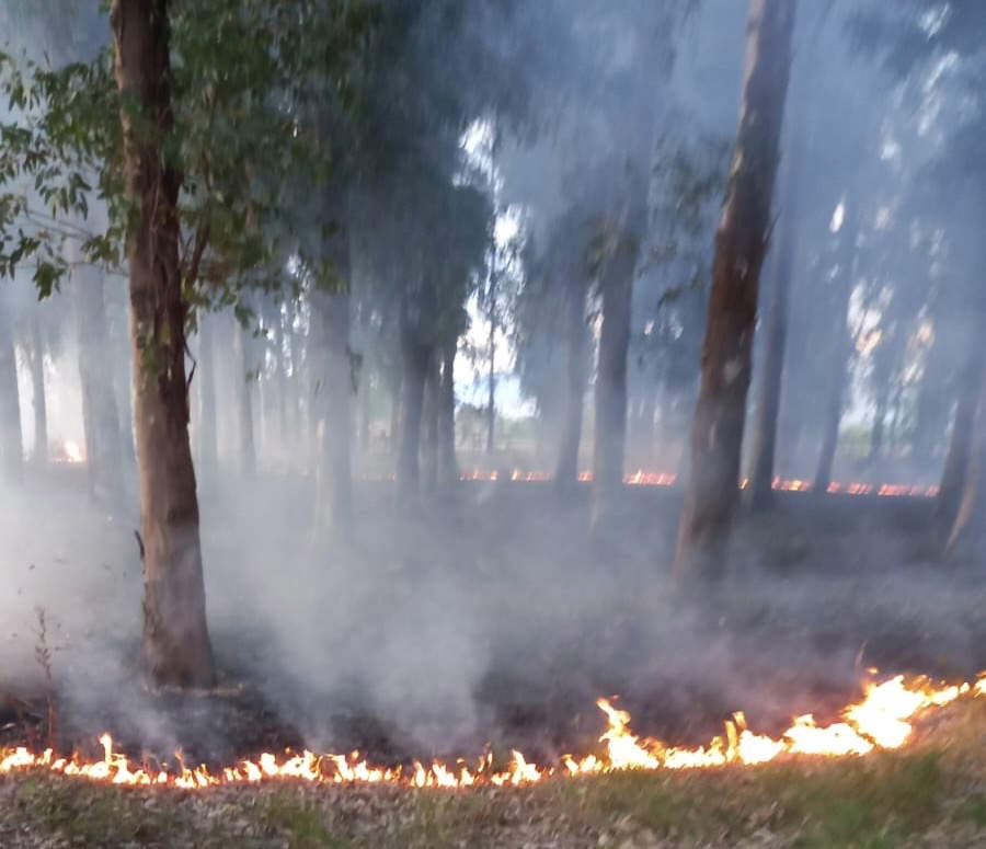 Incendio en el Real Sitio de Carditello