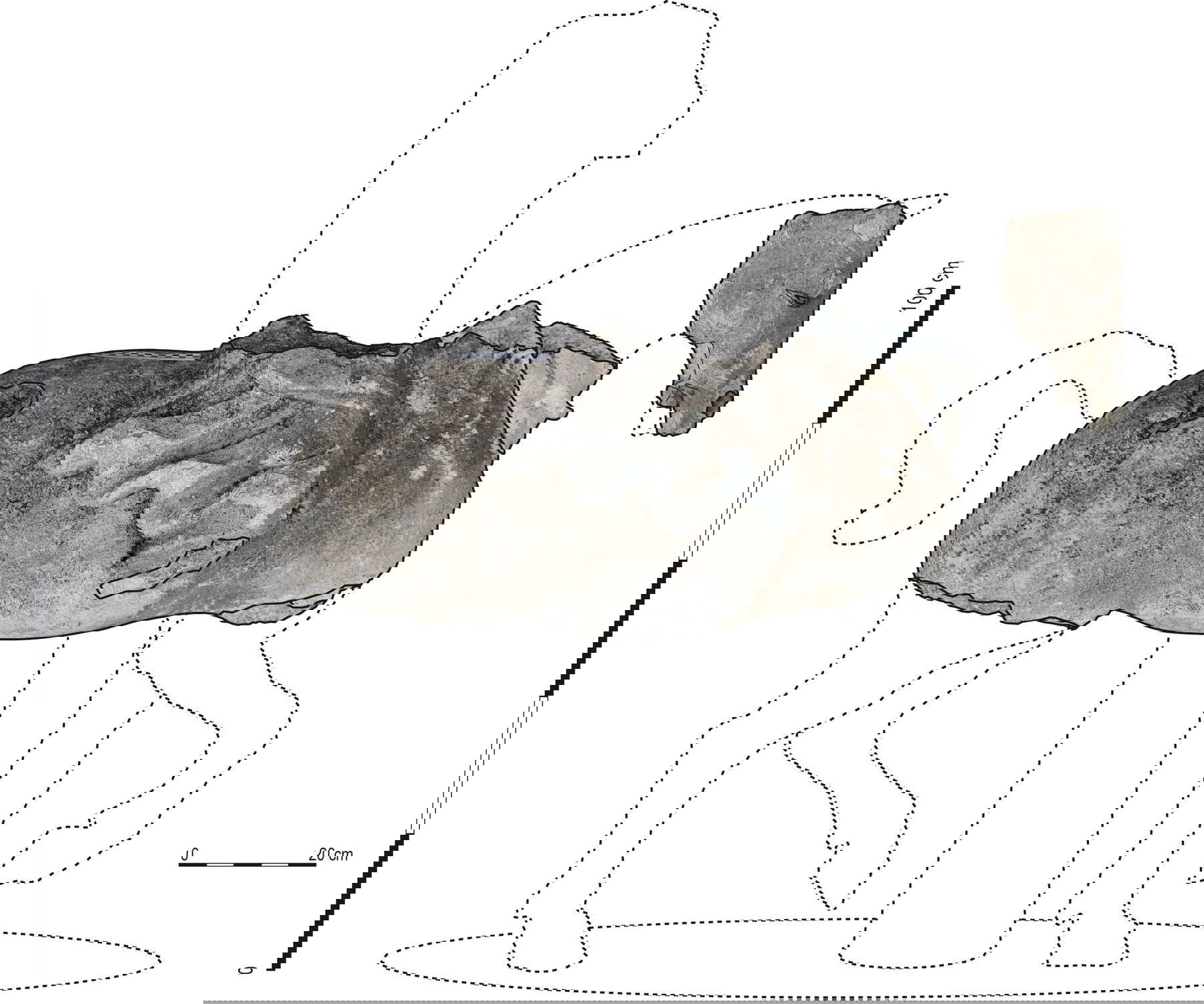 Proposta di restituzione del corpo del cavallo. &copy; Inrap