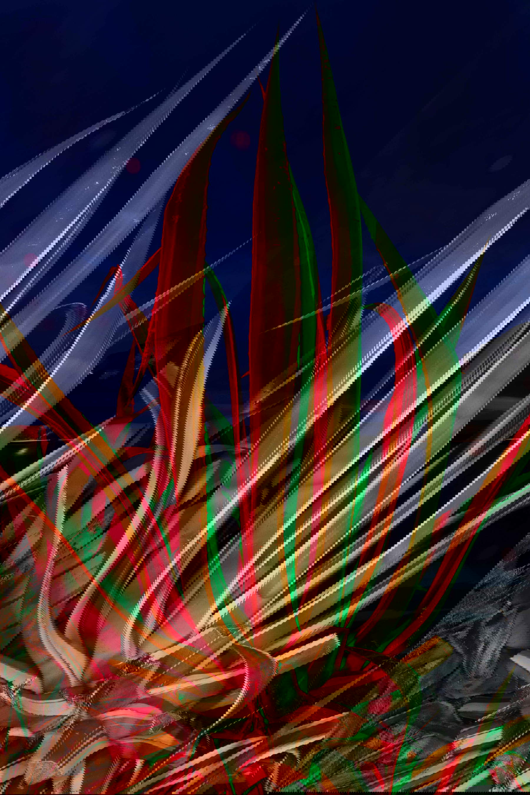 Iole Carollo, Meriggiare pallido e assorto (2025)