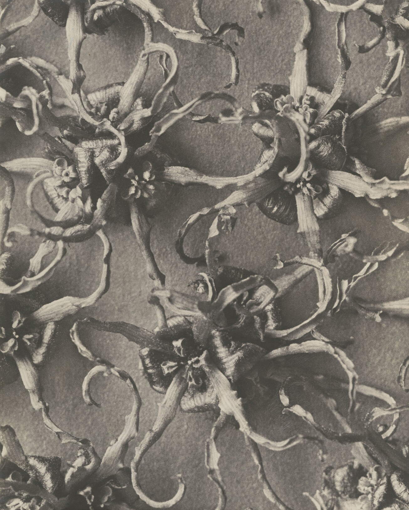 Karl Blossfeldt, Hamamelis japonica. Zaubernuss (avant 1932 ; épreuve à la gélatine argentique, 29,7 x 23,8 cm ; Munich, Karl Blossfeldt Archiv / Ann und J&uuml;rgen Wilde Foundation, Bavarian State Painting Collections). Reproduction : Collections de peinture de l'État de Bavière, Nicole Wilhelms