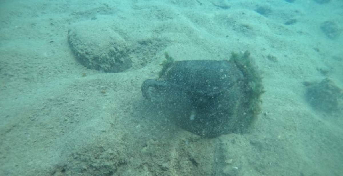 Excavations resume in the submerged protohistoric settlement of Lake Mezzano in Viterbo