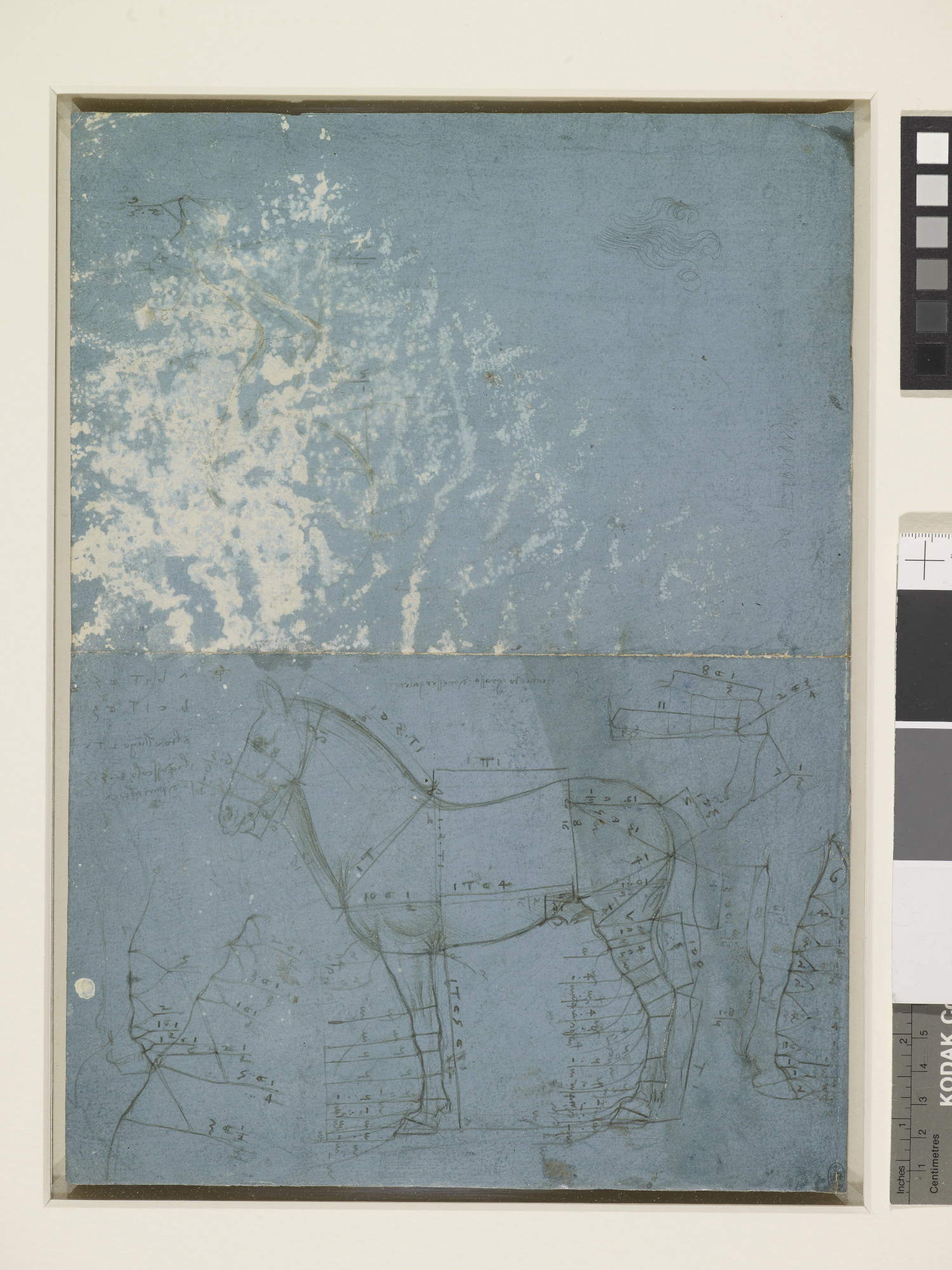 Leonardo da Vinci, Un cavallo di profilo sinistro, con le misure (1490 circa; punta metallica e penna e inchiostro su carta preparata blu-grigio, contorni incisi, 324 x 237 mm; The Royal Collection / HM King Charles III)  © Royal Collection Enterprises Limited 2025 | Royal Collection Trust