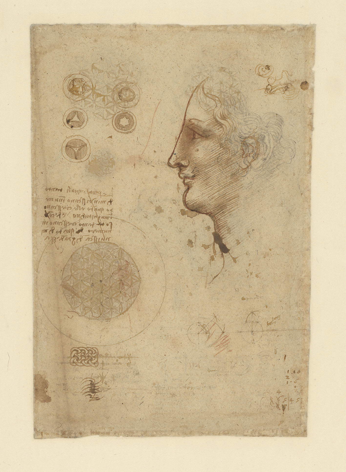 Leonardo da Vinci (1452-1519) Codex Atlanticus, folio 239 recto. Perfil de un joven, círculos concéntricos 