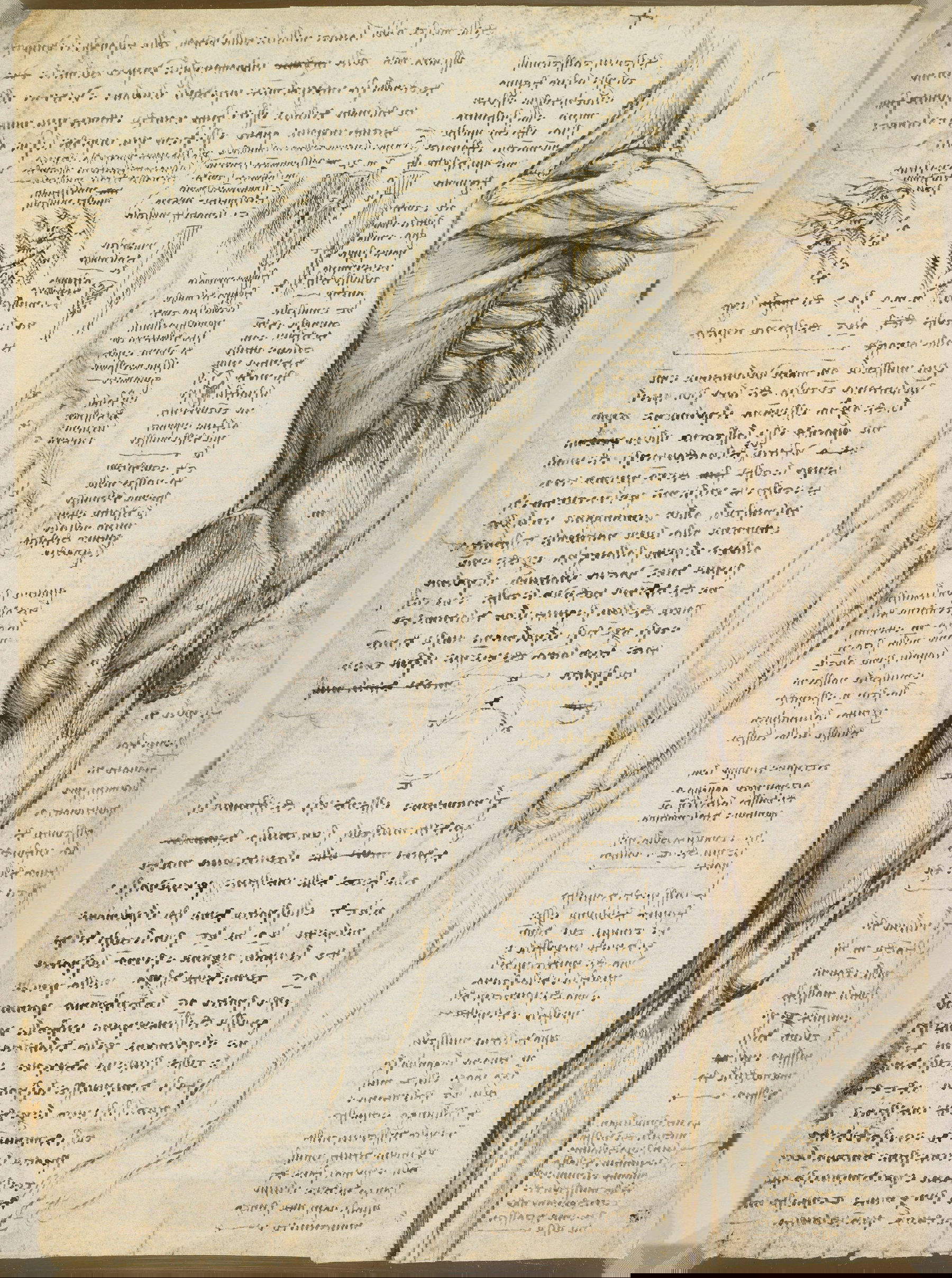 Leonardo da Vinci, Die Muskeln von Rumpf und Bein (um 1510-11) &copy; Royal Collection Enterprises Limited 2025 | Royal Collection Trust