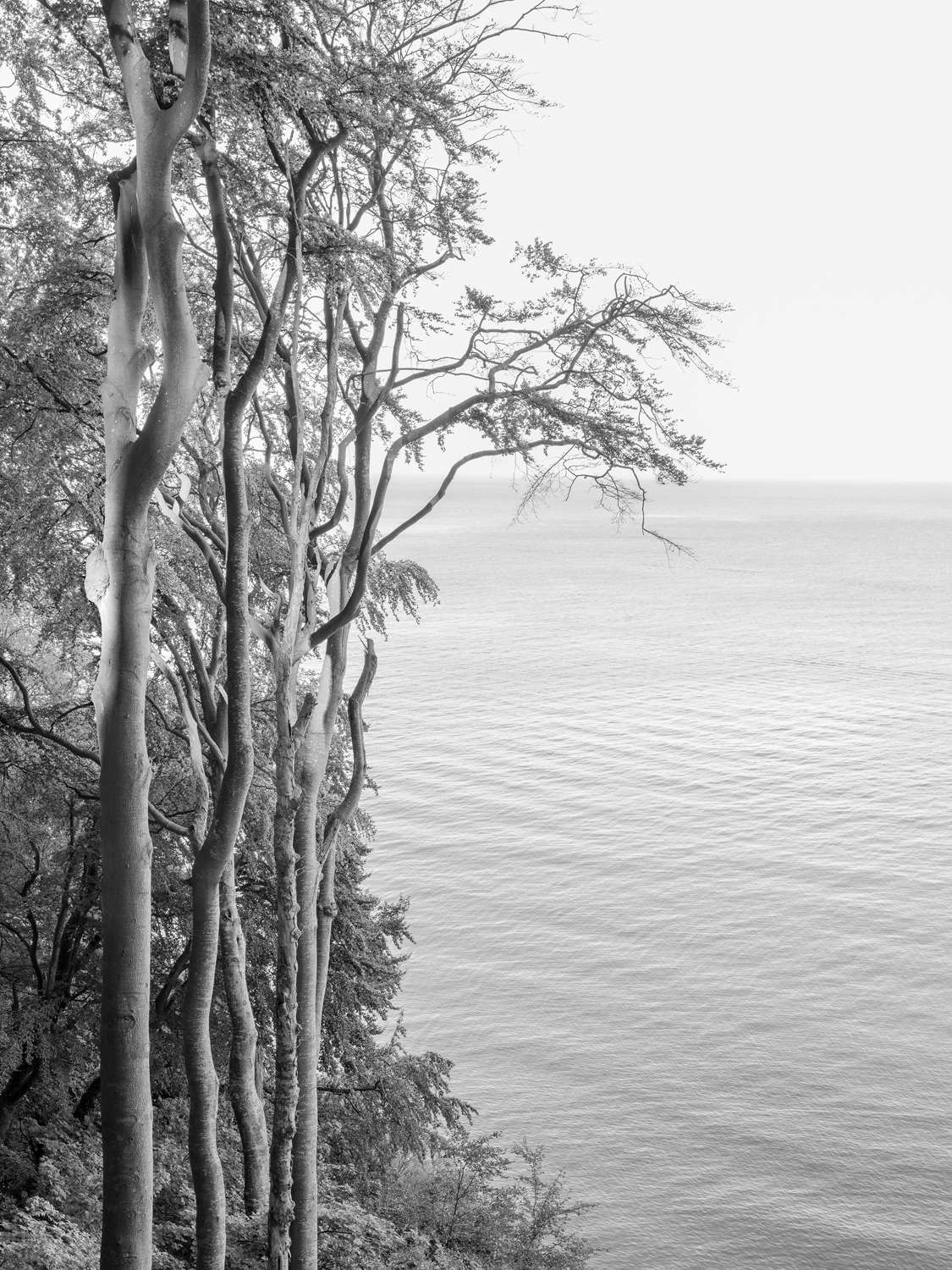 Loredana Nemes, Graubaum und Himmelmeer (2019&ndash;2023)