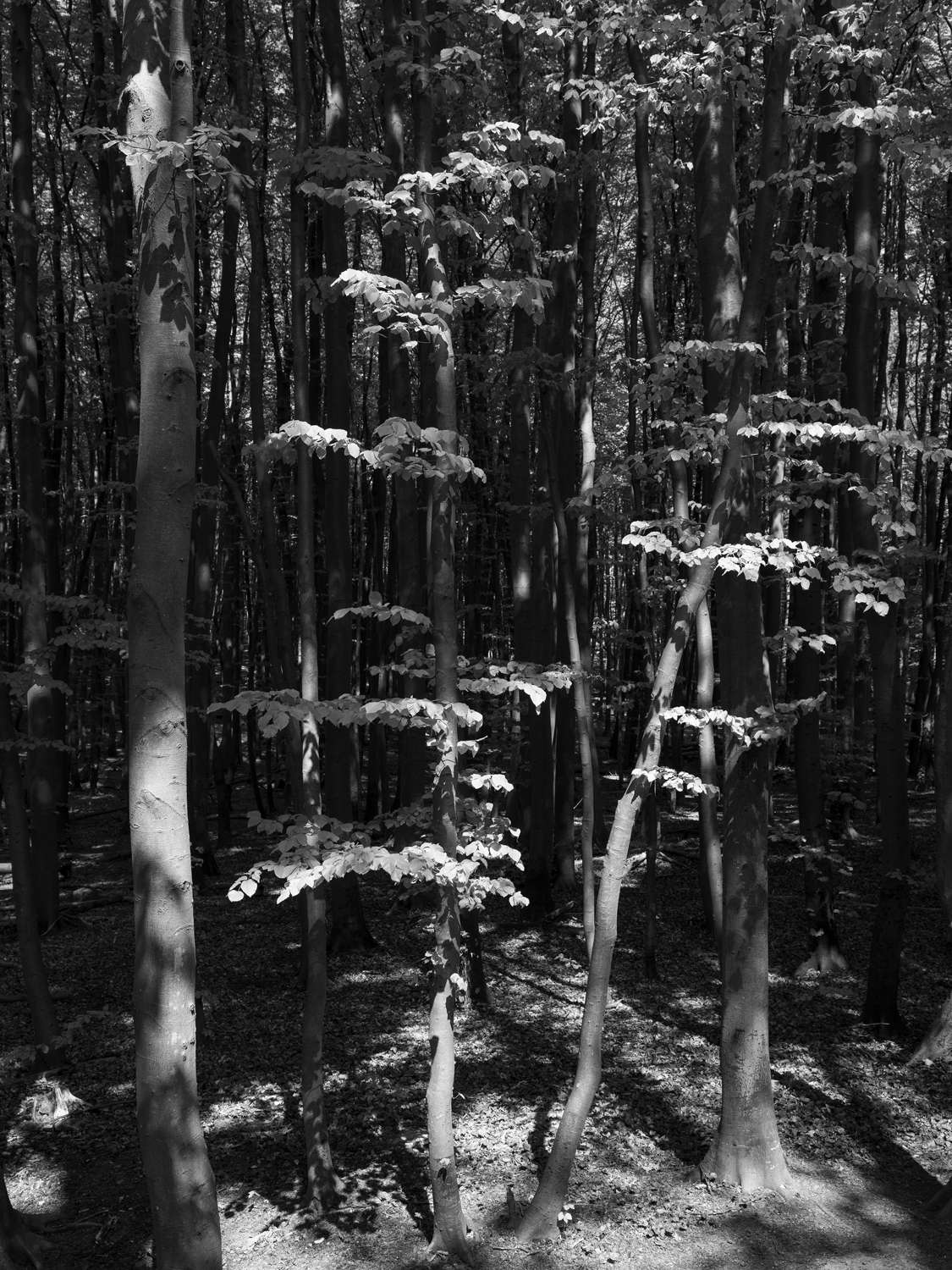 Loredana Nemes, Graubaum und Himmelmeer (2019&ndash;2023)