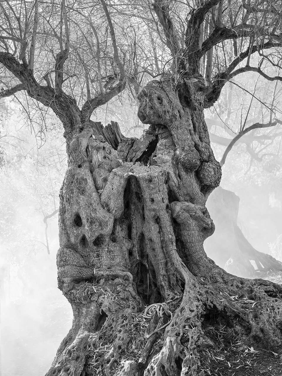 Loredana Nemes, Sicilia, Olivo a Pettineo (2024)