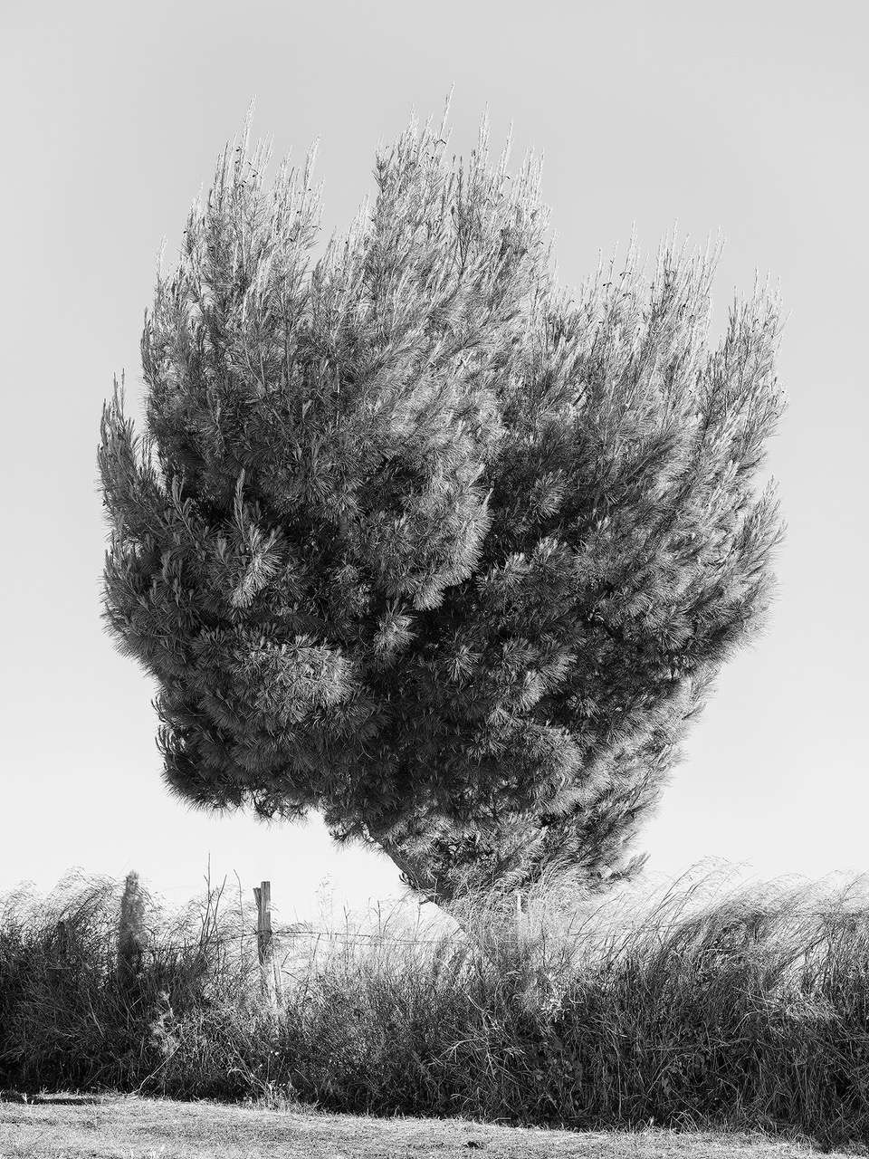 Loredana Nemes, Sicilia, Pino alle Madonie (2024)