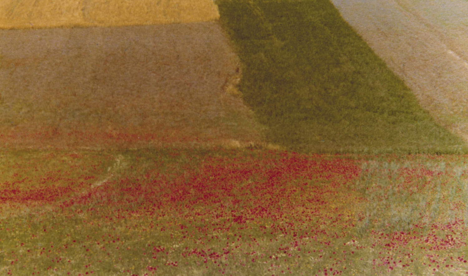 Mario Giacomelli, Papaveri rossi (1970; C-Print; Citt&agrave; di Castello, Fondazione Palazzo Albizzini Collezione Burri)