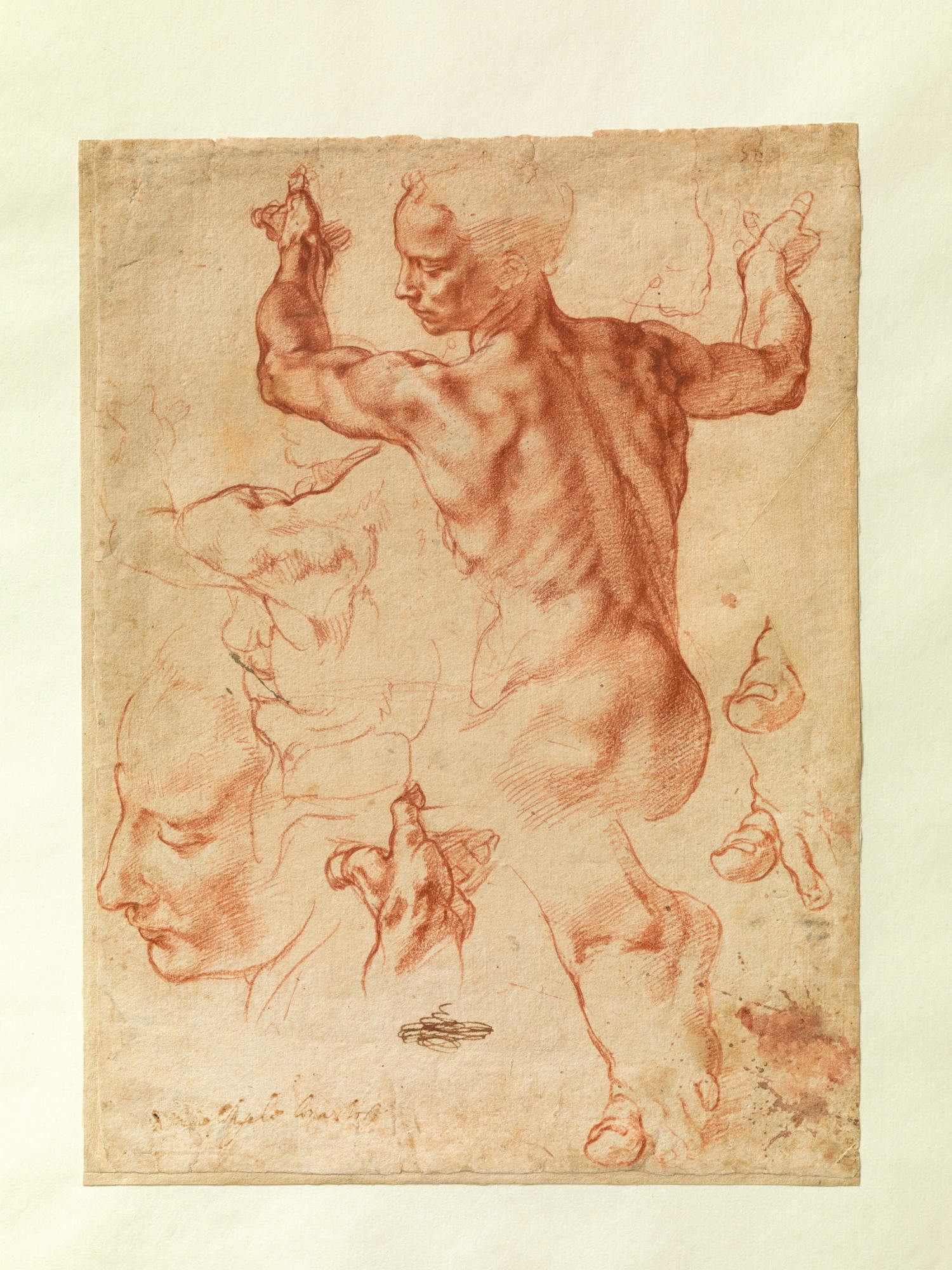 Michelangelo Buonarroti, Studien für die Libysche Sibylle (um 1510-1511; roter Stein und weiße Kreidestriche auf Papier, 289 x 214 mm; New York, The Metropolitan Museum of Art, Inv. 24.197.2) Michelangelo Buonarroti, Studien für die Libysche Sibylle (um 1510-1511; roter Stein und weiße Kreidestriche auf Papier, 289 x 214 mm; New York, The Metropolitan Museum of Art, Inv. 24.197.2)