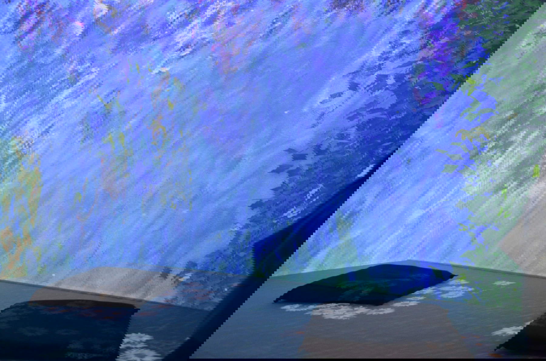 Claude Monet : l'expérience immersive