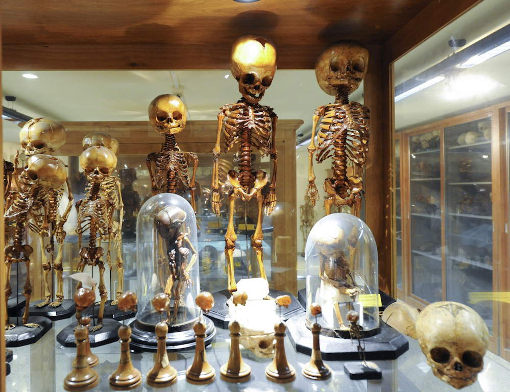 Le musée d'anatomie humaine de Pise Le musée d'anatomie humaine de Pise