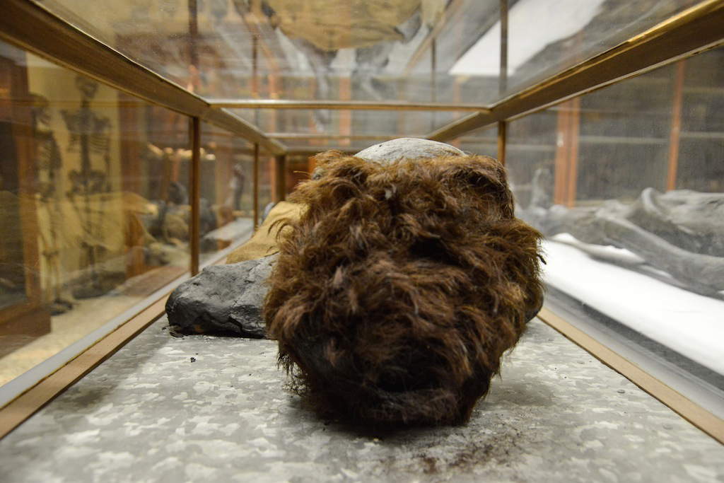 Le musée d'anatomie humaine de Pise Le musée d'anatomie humaine de Pise